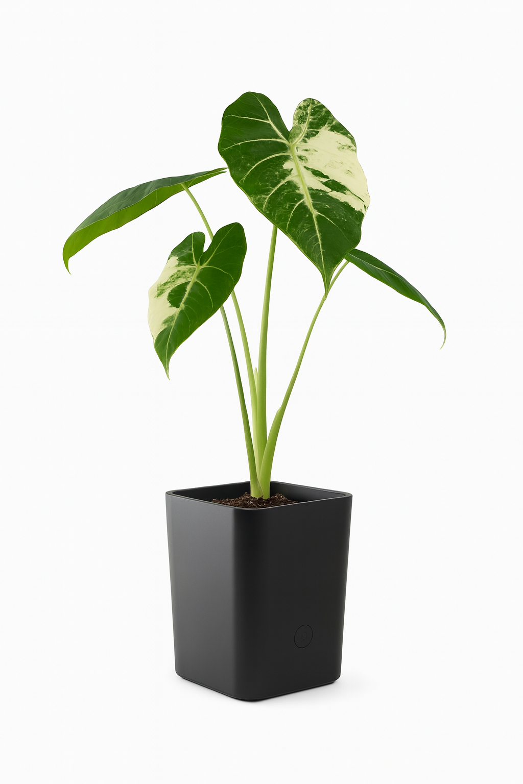 Alocasia