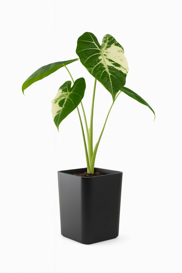Alocasia